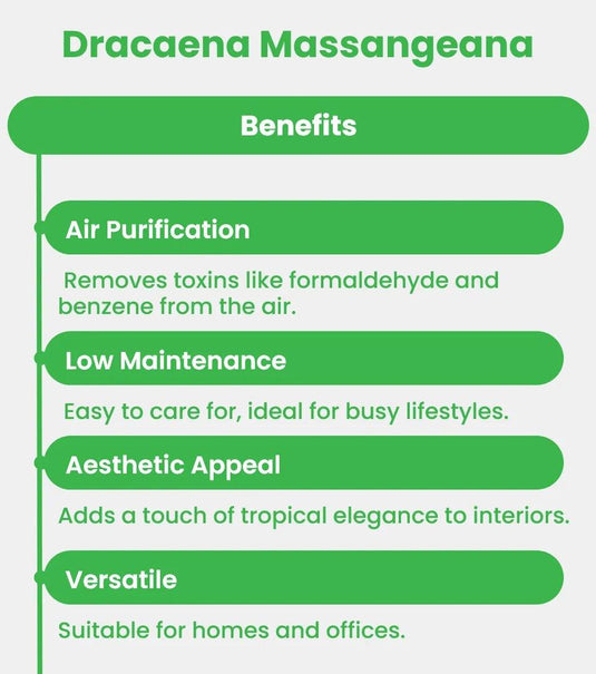 Dracaena Massangeana or Corn Plant - Freshplants