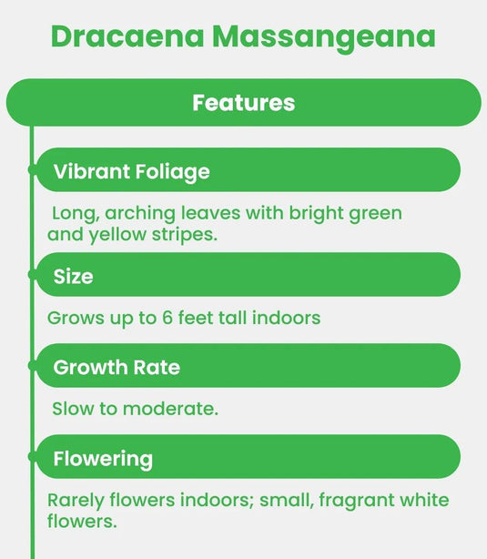 Dracaena Massangeana or Corn Plant - Freshplants