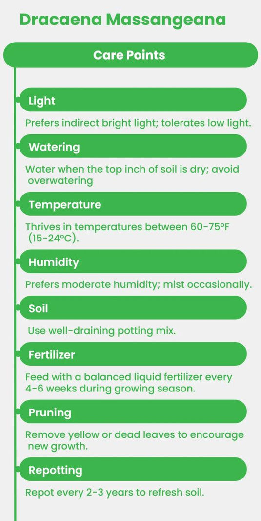Dracaena Massangeana or Corn Plant - Freshplants