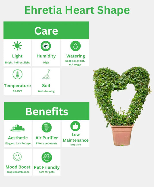 Ehretia Heart Shape | Outdoor Plant | 60 - 80 cm - Freshplants