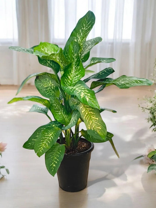 Dieffenbachia or Dumb Cane or Tropic Snow - Freshplants