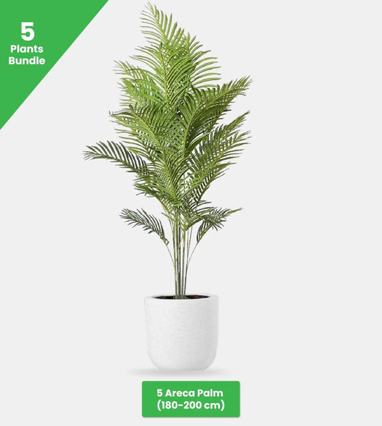 Areca Palm Indoor Plants Premium Bundle | 5 x Plants | Ceramic Pots - Freshplants