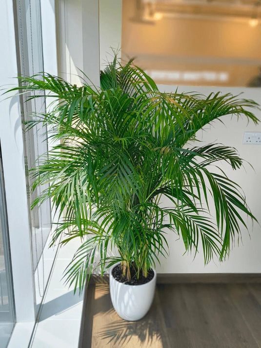 Areca Palm Indoor Plants Premium Bundle | 5 x Plants | Ceramic Pots - Freshplants