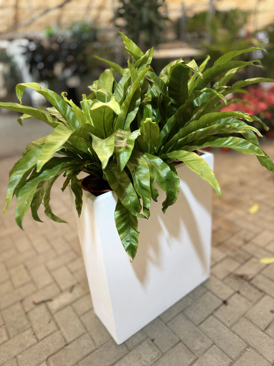 Asplenium Nidus | Birds Nest Fern | Indoor Plant | Home and Office | UAE Delivery - Freshplants