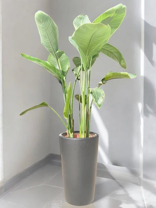 Bird of Paradise | Indoor Plant in UAE |90 - 110 cm | Black Long Ceramic Pot - Freshplants