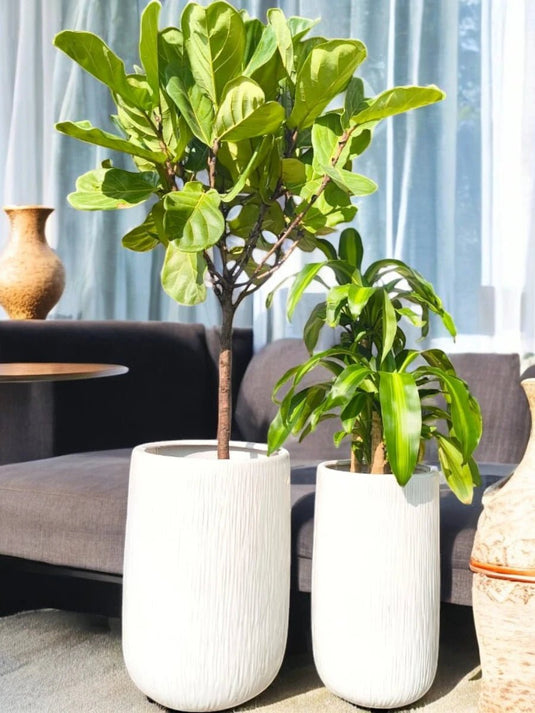 Blooming Oasis Set | Ficus Lyrata, Dracaena Art | Long Ceramic Pot Set Included - Freshplants