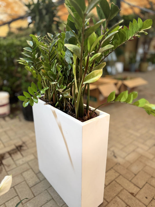 Buy Indoor ZZ Plant (Zamioculcas zamiifolia) | Privacy Arrangement Planter | Low Maintenance | Free Delivery - Freshplants