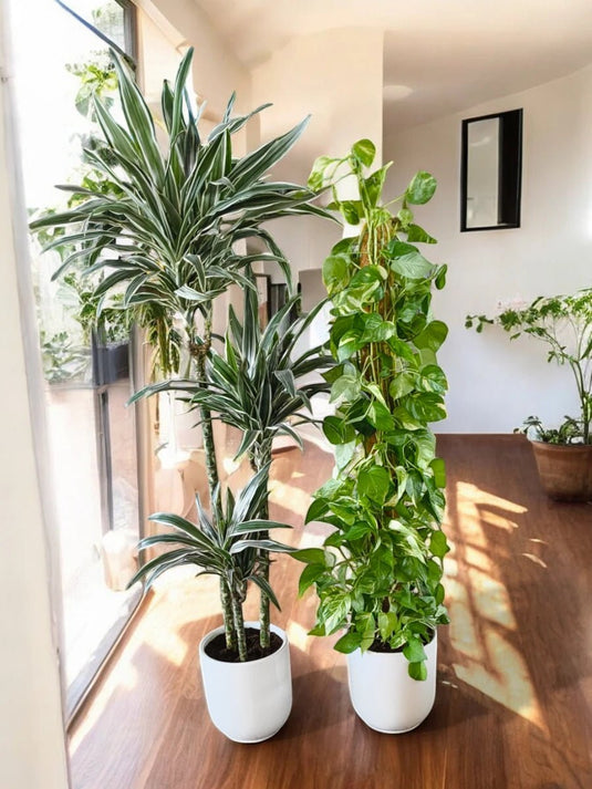 Exotic Indoor Bundle, 2 X Plants | Ceramic Pot | Dracaena Jet | Money Plant - Freshplants
