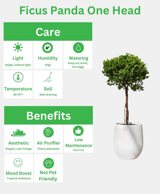 Ficus Panda Bonsai One Head | 130 - 150 cm | Fiber Pot Included - Freshplants