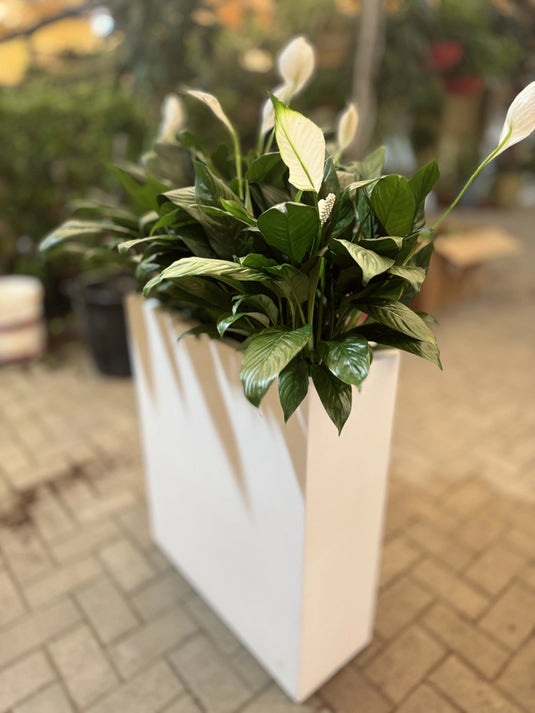 Indoor Peace Lily | Planter | Privacy Arrangement | Indoor Plants| Home and Office | UAE Deliver - Freshplants