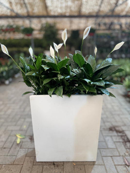 Indoor Peace Lily | Planter | Privacy Arrangement | Indoor Plants| Home and Office | UAE Deliver - Freshplants
