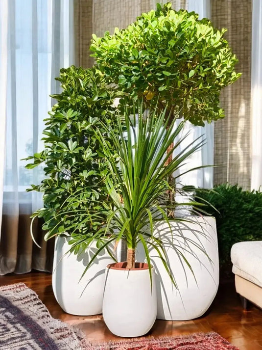 Majestic Green Set | Ficus One Head, Saplera, Yucca Plant | Fiber Pots - Freshplants