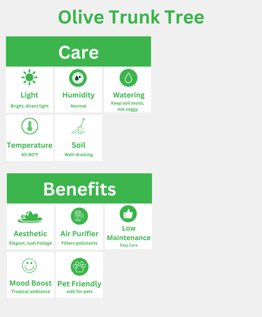 Olive Tree | Bonsai Plants | 210 cm | Nursery Pot | Outdoor - Freshplants