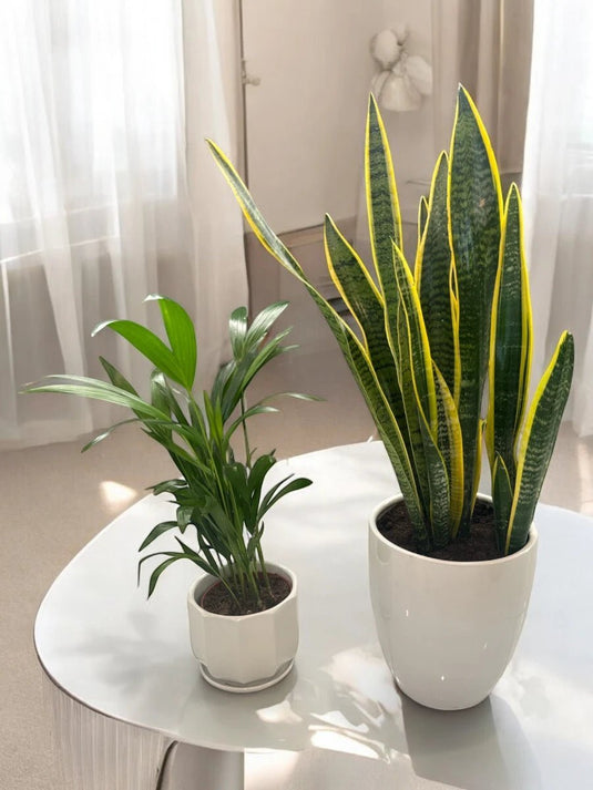 Parlour Palm - Snake Plant Bundle Offer - 2X Plants - Freshplants