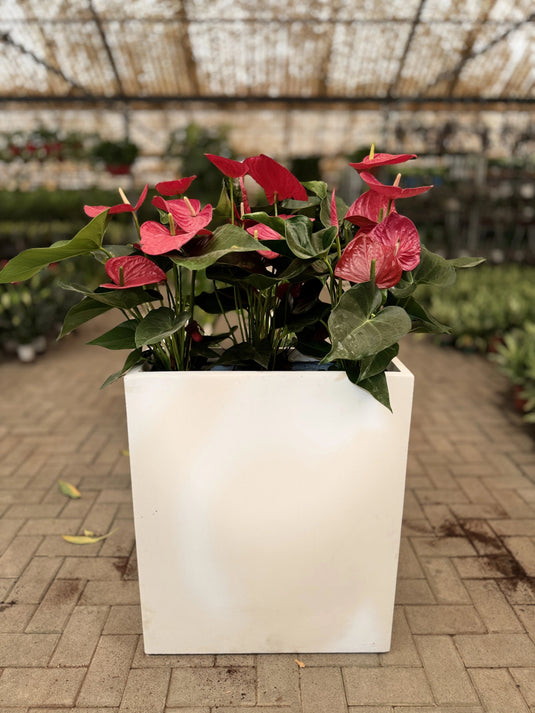 Red Anthurium | Flamingo Red Plant | Flowering Indoor Plant | Home and Office | Privacy Arrangement Planter - Freshplants