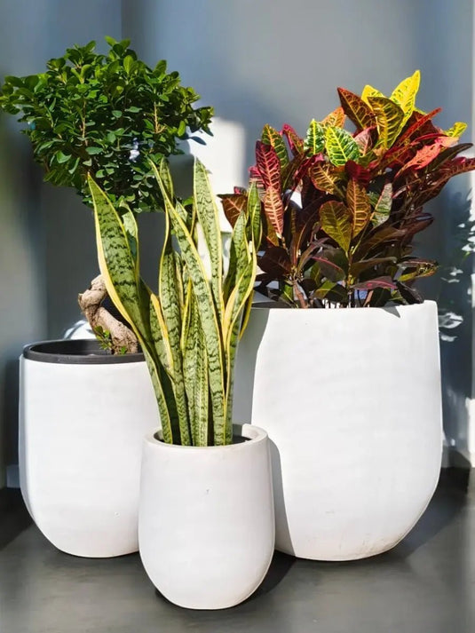 Tropical Elegance Trio | Indoor Bundle | Croton, Ficus Panda S Shape, Snake Plant | Fibre Pot Set - Freshplants