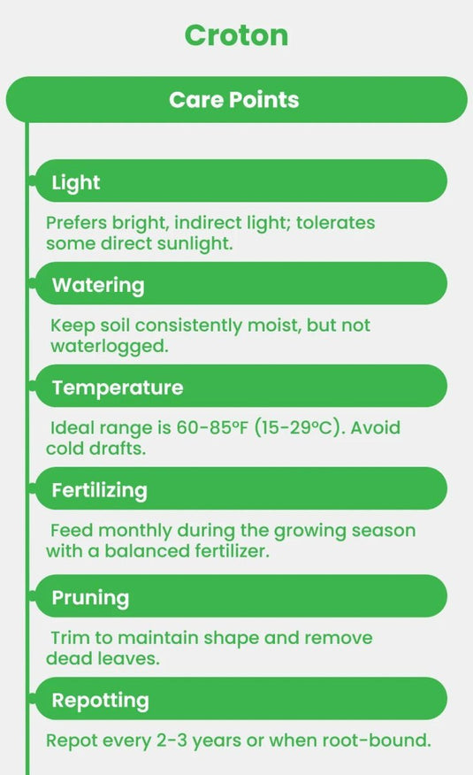 Croton - Fiber Pot Included | 70 - 90 cm - Freshplants