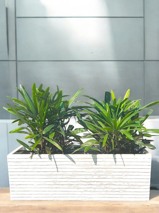 Rhapis Excelsa Bundle | Broadleaf Lady Palm | 50 - 70cm | White Planter | Office & Home - Freshplants