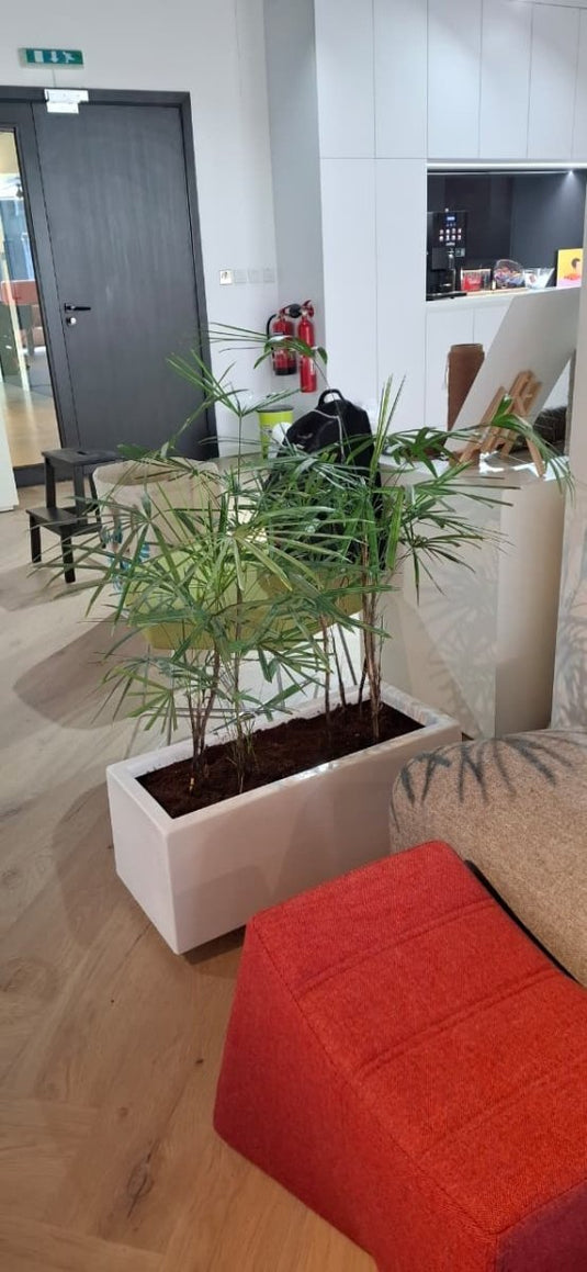 Rhapis Excelsa Bundle | Broadleaf Lady Palm | 50 - 70cm | White Planter | Office & Home - Freshplants