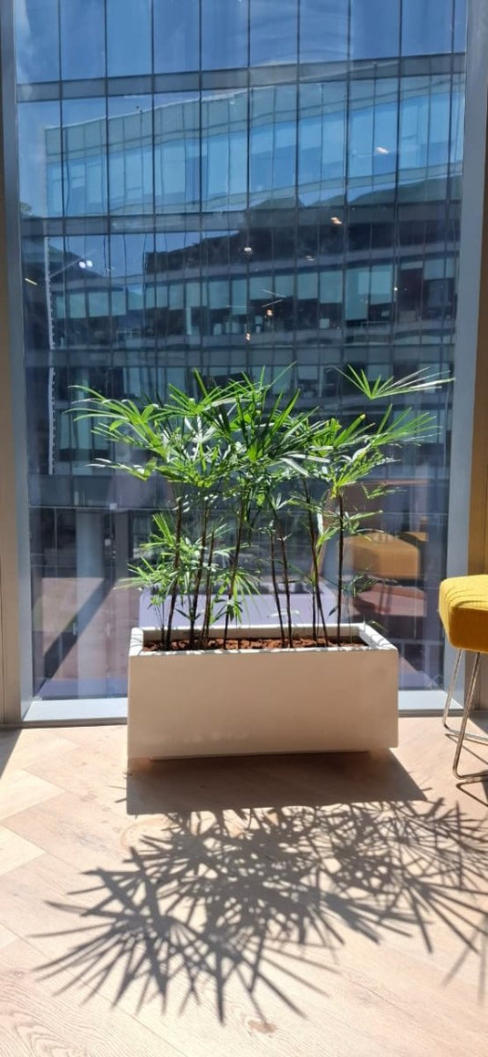 Rhapis Excelsa Bundle | Broadleaf Lady Palm | 50 - 70cm | White Planter | Office & Home - Freshplants