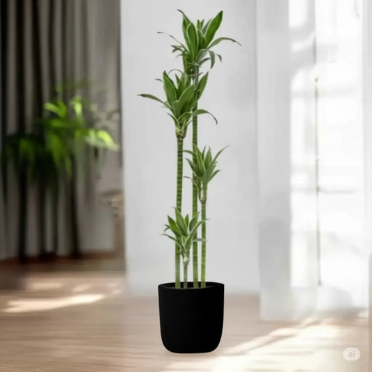 Jade Dragon Tree | Large size | Indoor Plant - Freshplants