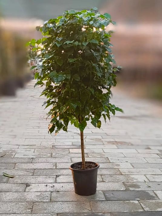 Radermachera (China Doll) | Large Size | Nursery and Ceramic Pot - Freshplants