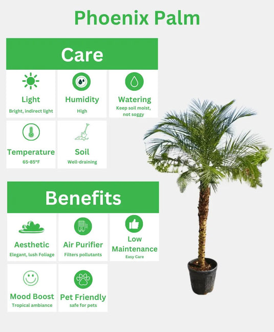 Phoenix Palm | Phoenix Roebelenii | XL Size | Outdoor Plant - Freshplants