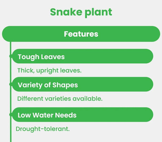 Snake Plant | Indoor Plant Sansevieria | 30cm - 80cm | Small - Large | Nursery, Ceramic UAE Delivery - Freshplants