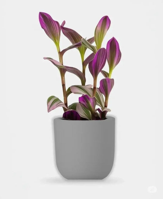 Fantasy Venice | Tradescantia nanouk | 20-30 cm | Nursery and Ceramic Pot - Freshplants