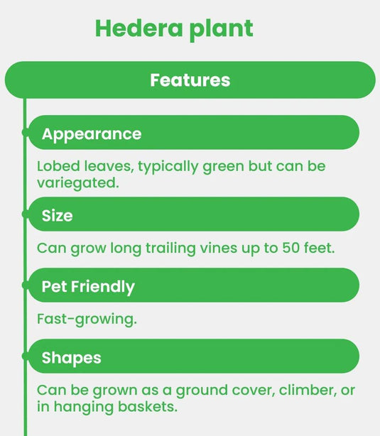 Hedera plant | Hedera helix or English Ivy - Freshplants