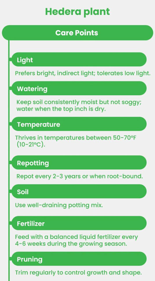 Hedera plant | Hedera helix or English Ivy - Freshplants