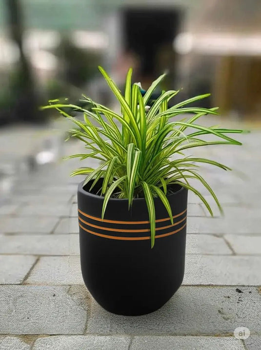 Pandanus Variegated | 20-30 cm with Nursery and Ceramic Pot - Freshplants