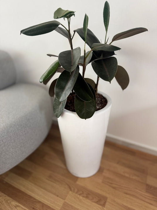 Rubber plant Variegated | 50-130 cm | Repotted - Freshplants