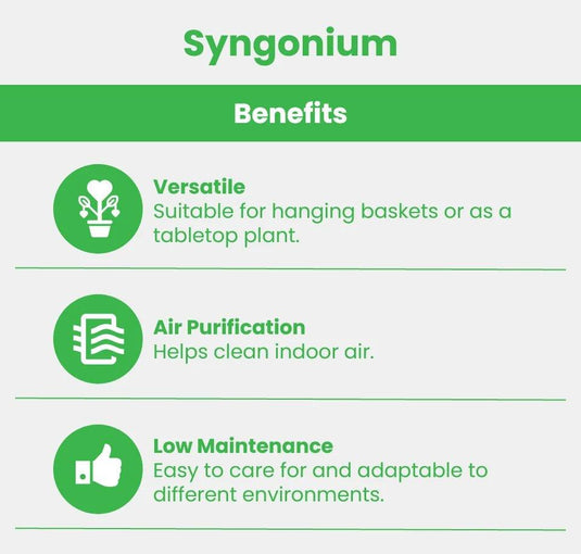 Syngonium Podophyllum, Arrow Head Plant | Indoor Plant - Freshplants