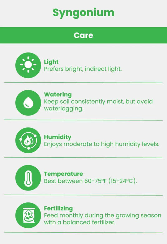 Syngonium Podophyllum, Arrow Head Plant | Indoor Plant - Freshplants