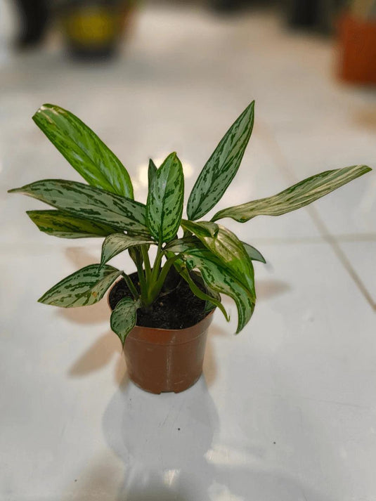 Aglaonema Commutatum | Chinese Evergreen Silver | Air Purifying Indoor Plant - Freshplants