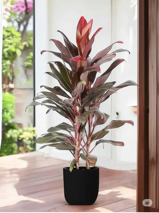 Cordyline - Fruticosa Tango or Ti Plant | 30 cm to 120 cm | Ceramic and Nursery Pot - Freshplants