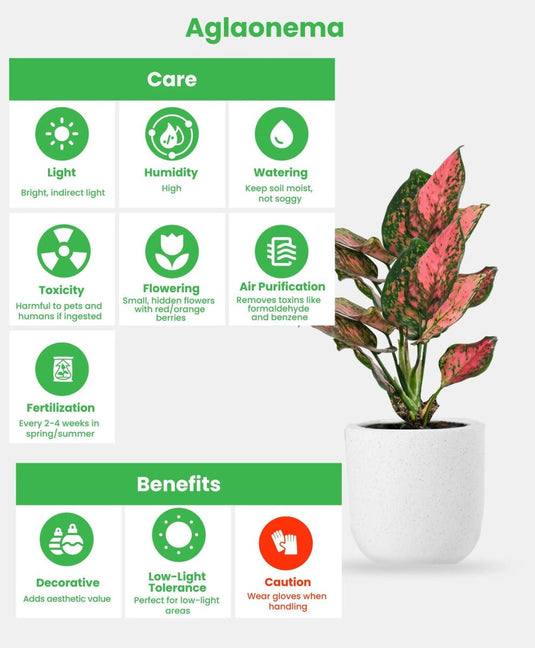Aglaonema | Chinese Evergreen Indoor Plant | Nursery & Ceramic Pot - Freshplants