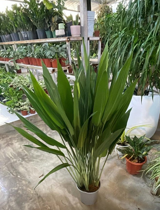 Cast Iron Indoor Plant - Aspidistra Elatior | Repotted Plants | Flowering | UAE Delivery | Small to Large | Nursery, Ceramic. - Freshplants