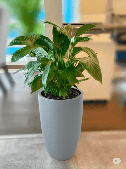 Peace Lily | Spathiphyllum Plant | Indoor Plants| 30cm - 120cm, Nursery or Ceramic Pot - Freshplants