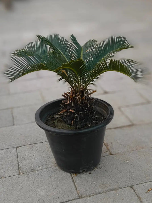 Cycas Palm or Sago Palm | Fast Delivery | Nursery Pot - Freshplants