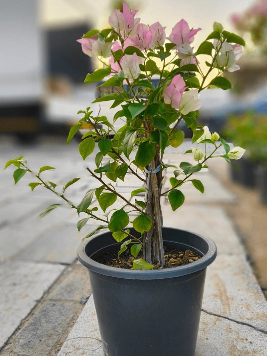 Bougainvillea 4 Stick | Multicolors | Different Size | FreshPlants - Freshplants