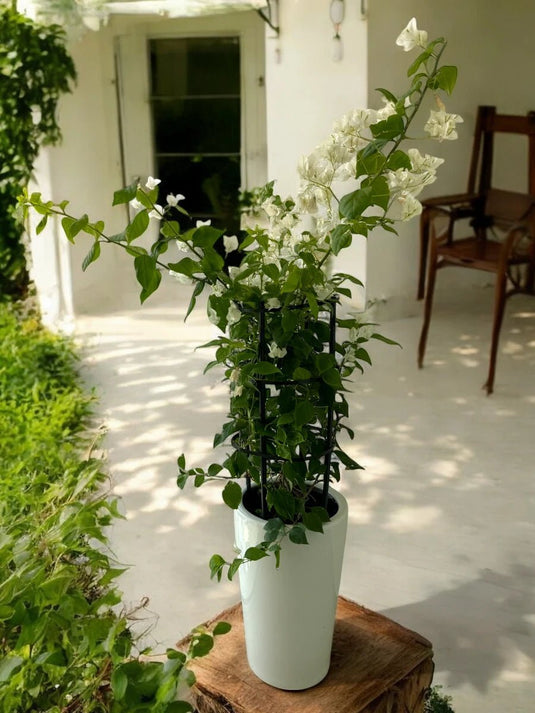Bougainvillea 4 Stick | Multicolors | Different Size | FreshPlants - Freshplants