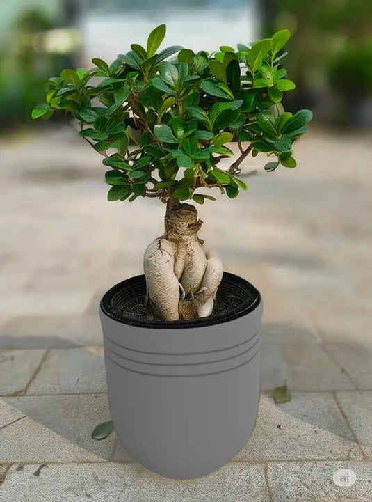 Ficus Panda Bonsai | Nursery and Ceramic Pot | Freshplants - Freshplants