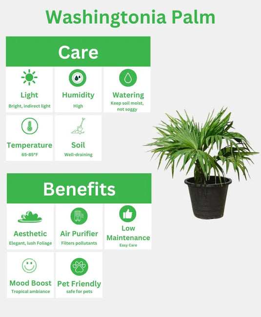 Washingtonia Palm | Outdoor Plant | 40 - 160 cm - Freshplants