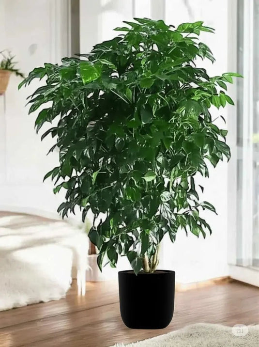 Radermachera | China Doll plant - Freshplants