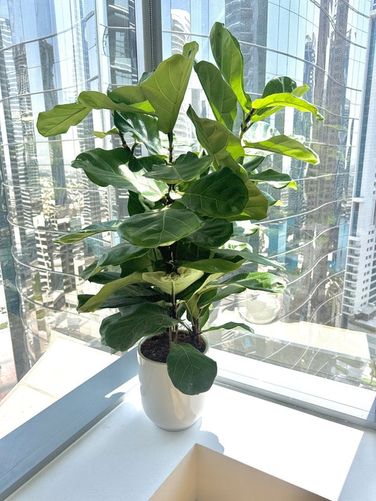 Fiddle Plant or Fiddle Leaf Fig - Ficus Lyrata - Freshplants