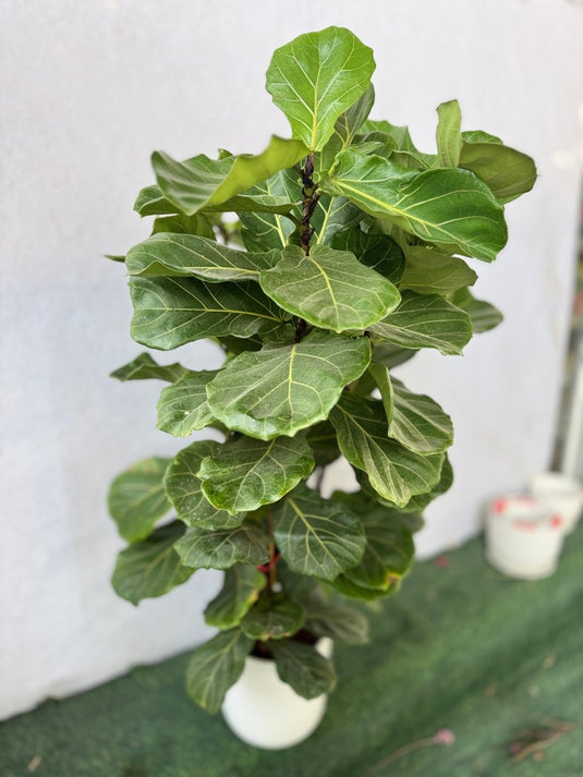 Fiddle Plant or Fiddle Leaf Fig - Ficus Lyrata - Freshplants