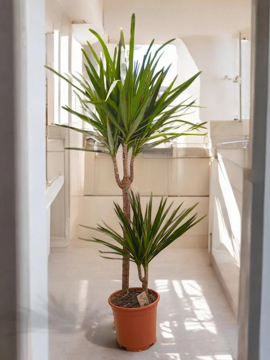 Dracaena Massangeana or Corn Plant - Freshplants