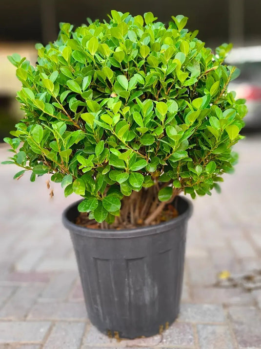 Ficus Panda Bonsai Ball Shape - Freshplants